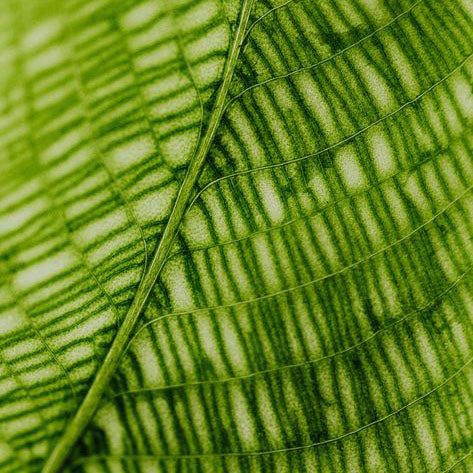 The Green Elixir: Why Chlorophyll is Good for You, Especially Your Skin